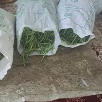 شوشتر