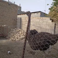 فروش شتر مرغ|حیوانات مزرعه|منوجان, |دیوار