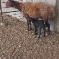 ۱۴عدد گوسفند دوعدد قوچ جوان یکی بره دار|حیوانات مزرعه|سیجوال, |دیوار