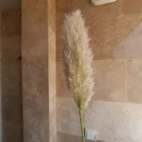 گل طبیعی|گل و گیاه طبیعی|شیراز, احمدآباد|دیوار