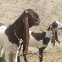 کعره|حیوانات مزرعه|زهک, |دیوار