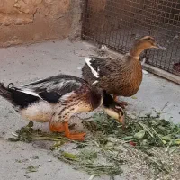 اردک تخم گزار|پرنده|مسجد سلیمان, |دیوار