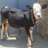 گاو یا گوساله سیمنتال اصیل طلای ناب
