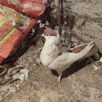 دو کفتر ماده
