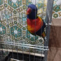 طوطی لوری مولد|پرنده|هشتگرد, تهران دشت|دیوار