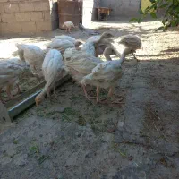 جوجه بوقلمون بیوتی