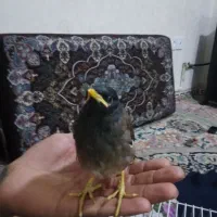 جوجه مینا