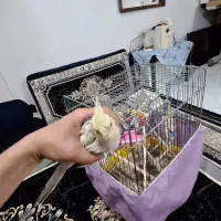 عروس هلندی گل باقالی وآهویی وسینامون