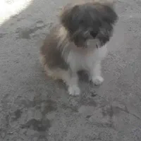 توله سگ پاپی  شیتزو خونگی سایز ریز|سگ|مبارکه, |دیوار