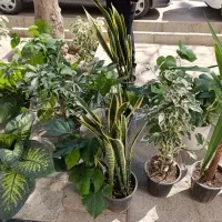 گل طبیعی|گل و گیاه طبیعی|قیدار, |دیوار