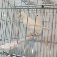 قناری وایت و موزایکی