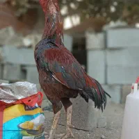 خروس لاری افغان با ذات