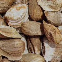 بادام کاغذی اعلا  اذر دیرگل|خوردنی و آشامیدنی|انزل, |دیوار