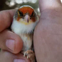 سهره قناری ابلغ|پرنده|کامیاران, |دیوار