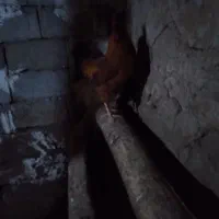 خروس محلی .|حیوانات مزرعه|تیکمه داش, |دیوار