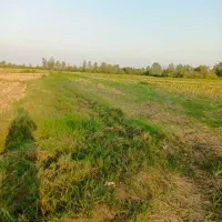 زمین کشاورزی بیجار سنتی 3هزارمتری رشت فومن شفت