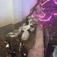 ۶ عدد غاز تخم گذار  ارگانیک خور خودم بزرگ کردمشون