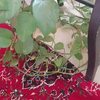 گل پتوس در حال رشت خیلی قشنگه ۵۵۰ت