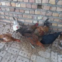 مرغ لاری و محلی تخم گذار