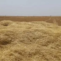 کاه گندم دیم