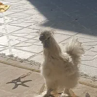 خروس پا پری