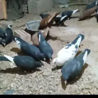 پلنگ|پرنده|کرمان, |دیوار