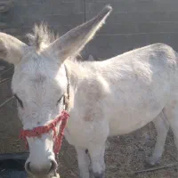 خر خوب. سالم بدون عیب و ایراد|حیوانات مزرعه|گله دار, |دیوار