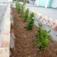 اجرای باغچه کاری و فضای سبز|خدمات باغبانی و درختکاری|بیرجند, |دیوار