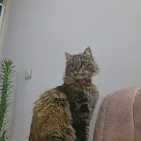 گربه گم شده|حیوانات|اراک, |دیوار