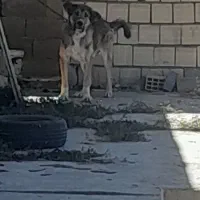 واگذاری نر و لاس گله ای