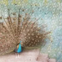 طاوس نر با مرغ تخم گذار