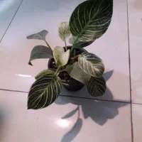 گل طبیعی...|گل و گیاه طبیعی|قوچان, |دیوار