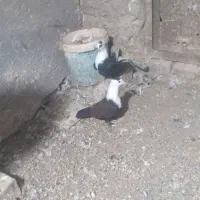 کبوتر جفتگاه|پرنده|مشهد, انقلاب|دیوار