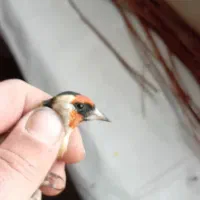 سره نر دوتا خال چونه  داره قد قواره دار|پرنده|صوفیان, |دیوار