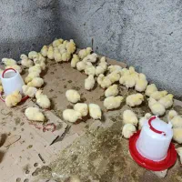 جوجه گوشتی راس ۳۰۸