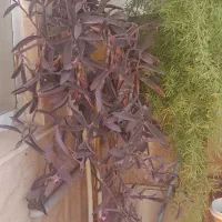 گل های  بزرگ وقشنگ