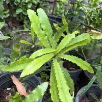 نهال فندق استرالیایی ماکادمیا