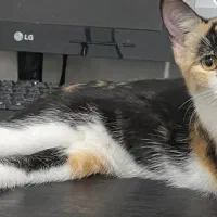 واگذاری گربه رایگان|گربه|مرودشت, ابوذر جنوبی|دیوار