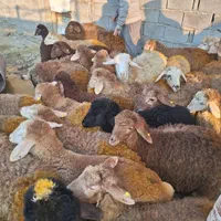گوسفند زنده دشت مغان دام پارس آباد و اردبیل|حیوانات مزرعه|کرج, اصفهانی‌ها|دیوار