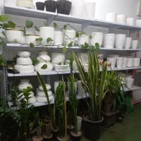 واگذاری مغازه|گل و گیاه طبیعی|بهارستان, |دیوار