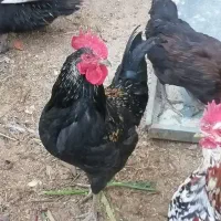 خروس و مرغ محلی