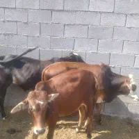 گاو نر|حیوانات مزرعه|بندرعباس, |دیوار