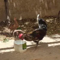 مرغ