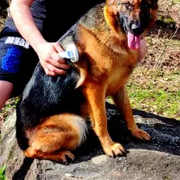 گرگی|سگ|کردکوی, |دیوار