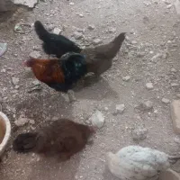 خروس محلی و مرغ محلی تخم گذار جوان
