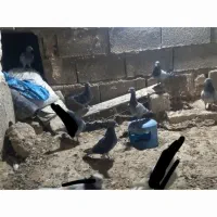 پلاکی