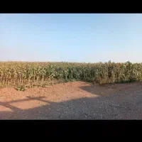 300مترزمین-با-اب-کشاورزی-سعیدآباد
