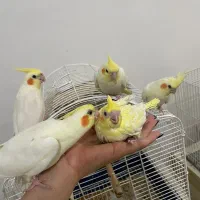 عروس هلندی لوتینو