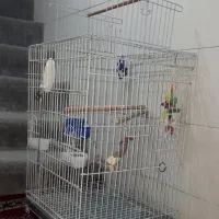 فولادی قفس سایز بزرگ طوطی کاسکو و ....