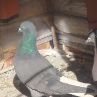 نر سبز دمسفید